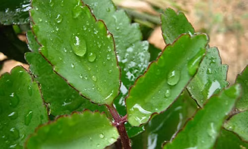 Cay song doi Duoc lieu tuyet voi tri bach benh