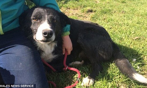 Chu cho vuot gan 400 cay so trong 12 ngay de tim ve voi chu cu