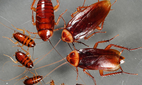 Dat vat nay trong nha dam bao khong co con gian nao