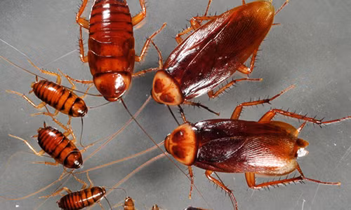 Dat vat nay trong nha dam bao khong co con gian nao