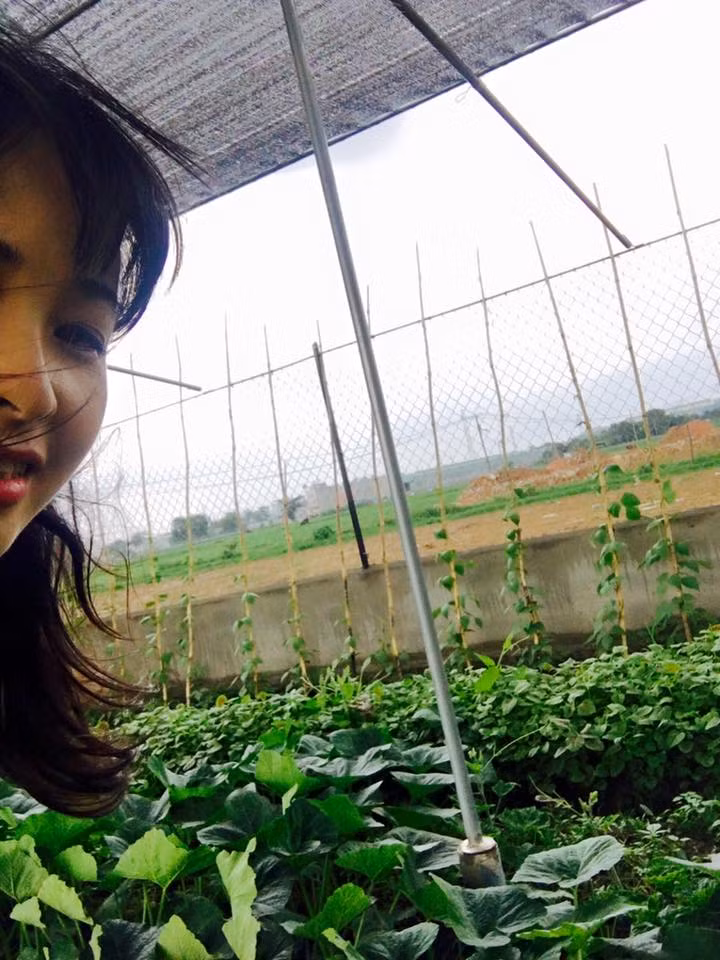 Khu vườn có nhiều loại rau ăn lá phù hợp với khí hậu nóng của Sài Gòn.