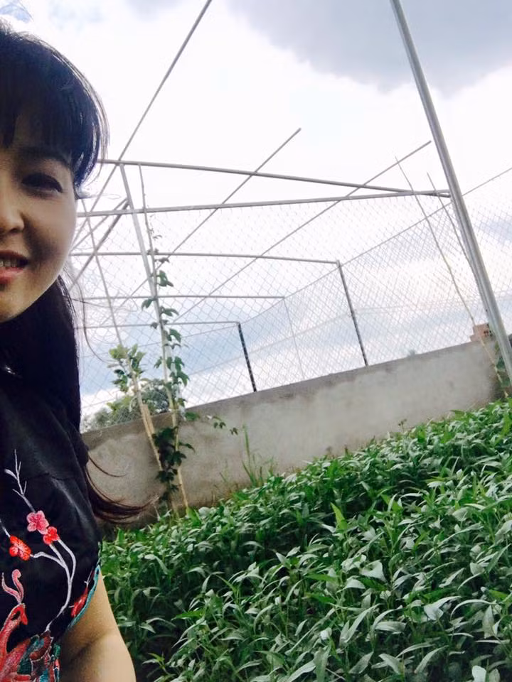 Những luống rau muống gia đình trồng lên xanh um mơn mởn.