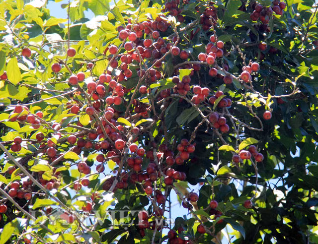 Trái quăng mọc thành từng chùm, có hình tròn, kích cỡ nhỏ hơn ngón chân cái người lớn, vỏ màu đỏ sậm. Tuy lớp vỏ bao bọc bên ngoài khá dày nhưng bóc tách dễ dàng bằng móng tay. Hạt quăng to và lớp thịt mỏng có vị ngọt pha lẫn chua chua vô cùng riêng biệt. Theo lời một số người dân miền núi Quảng Ngãi thì từ khi mọc đến lúc ra quả của cây quăng phải mất rất nhiều năm. Với chiều cao của loại cây này thấp cũng phải 5-7m và quả thường nằm ở các cành nhánh ở phần giữa thân, trên ngọn... cho nên để hái được trái, thường phải sử dụng thang cao trèo, hoặc dùng sào tre để đập rơi xuống và lượm.