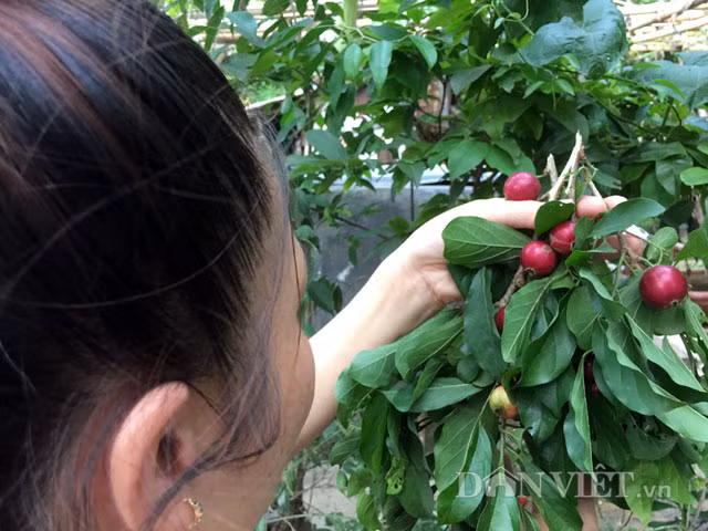 Bên cạnh đó các loại kẹo bánh, trái cây trồng khác bày bán ê hề khắp nơi dẫn đến từ chỗ là loại trái được trông chờ, háo hức đi hái trong những dịp hè, trái quăng rừng trở nên lạ ngay cả với lũ trẻ ở vùng quê, miền núi.