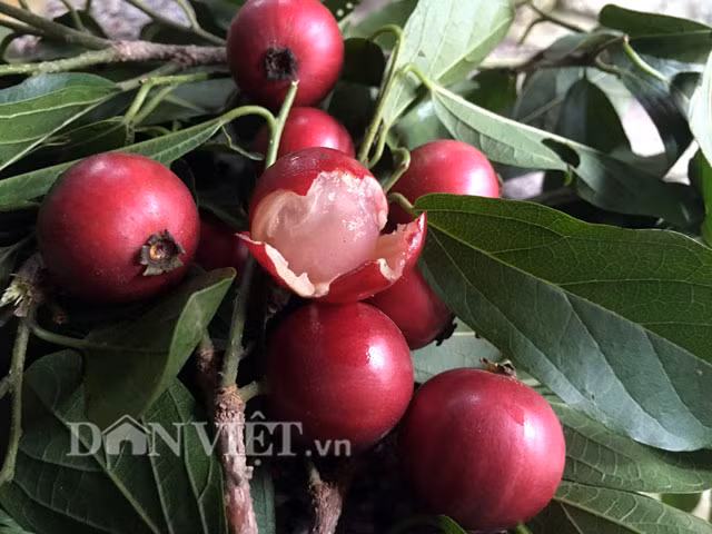 Dù có vị chua ngọt khá hấp dẫn tuy nhiên do loại trái này cơm mỏng, không được nhiều người biết vì vậy ít được hái bán... Do đó quăng bị người dân chặt bỏ để lấy đất sản xuất nên ngày một ít dần.