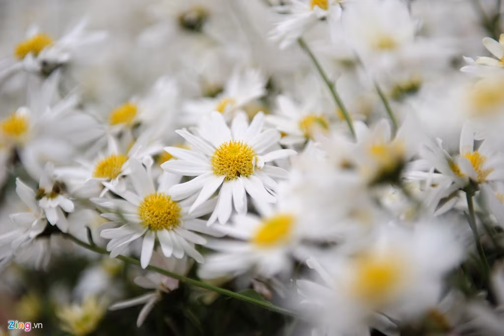 Màu trắng tinh khiết của cúc hoạ mi.