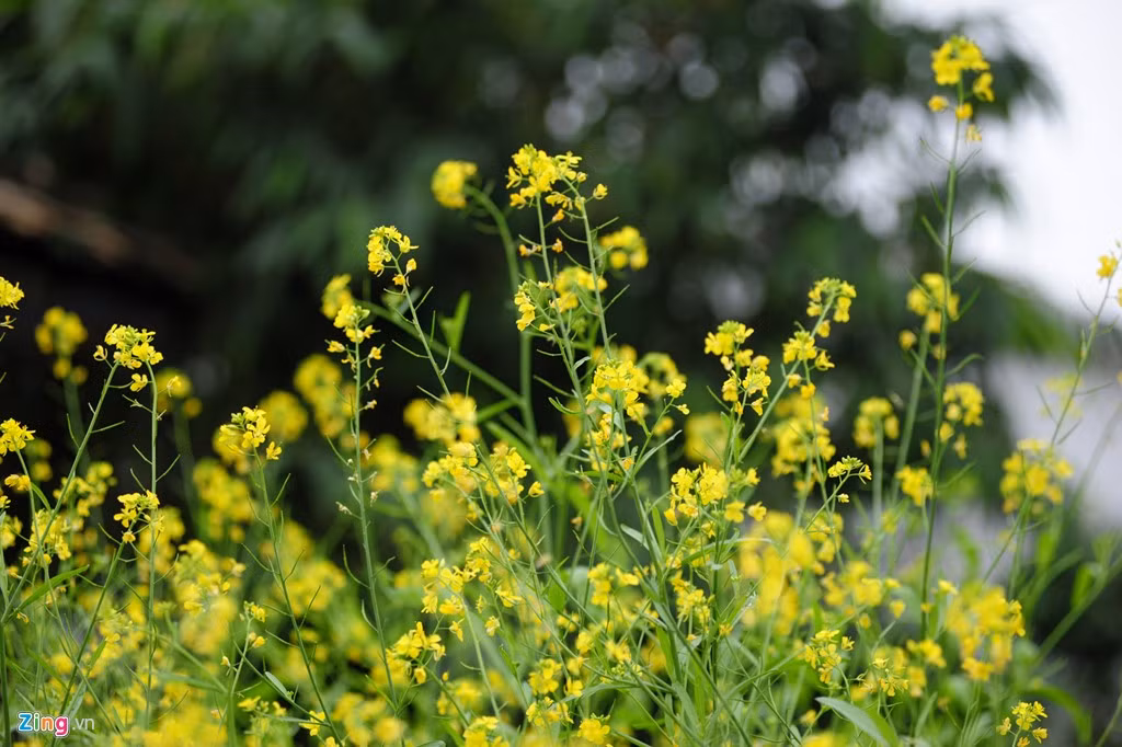 Những luống hoa cải trổ vàng rực rỡ.