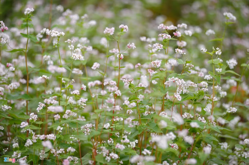 Còn ở phía xa thì thảm hoa tam giác mạch đã hồi sinh gần như nguyên vẹn.