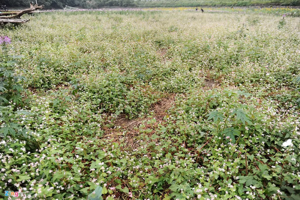 Tuy vậy, thảm hoa tam giác mạch bị giẫm đạp nhiều nhất trong đợt mở cửa miễn phí vẫn chưa thể phục hồi. Theo anh Hiếu - chủ vườn hoa, dù đã đánh hoa từ xa về khu vực này trồng bổ sung nhưng vẫn không thể cứu vãn. Hiện luống hoa này chỉ đẹp bằng 50% so với trước khi bị giẫm nát.