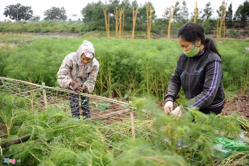 Những luống hoa cosmos (hoa bươm bướm) bị giẫm nát khá nhiều nên chủ vườn đã cho công nhân thu gom trồng lại. Những luống hoa này sẽ được căng lưới và quây lại để tránh du khách giẫm phải.