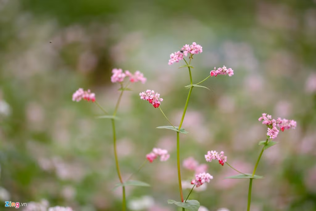Nhiều bông hoa đã chuyển màu hồng tím.
