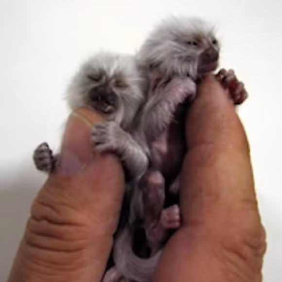 Vào năm 2012, một người đàn ông đã bị bắt tại Ấn Độ vì bỏ 2 con khỉ nhỏ vào quần lót và mang lên máy bay. Những con khỉ thuộc dạng rất quý hiếm và người đàn ông đã phải chịu 50 ngày ở trong tù cho hành vi của mình