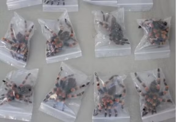 Trước đây, lực lượng an ninh từng phát hiện trường hợp một người mang khoảng 100 con nhện lên máy bay để di chuyển đến Mỹ.