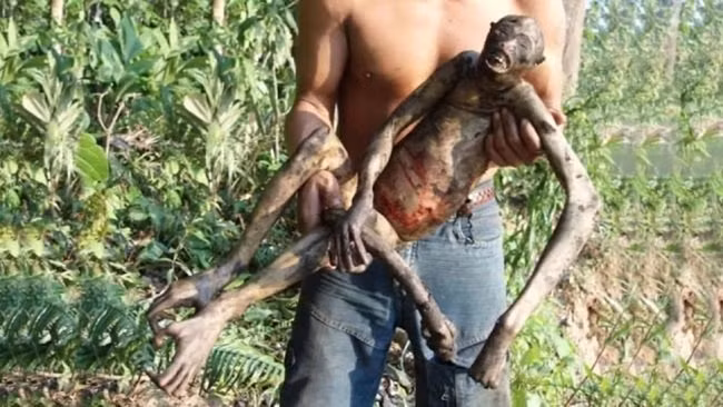 Đầu tháng 4, một sinh vật kỳ lạ chết trong rừng rậm Amazon được tìm thấy. Dù không có lông, đặc điểm khuôn mặt cũng tương tự con người nhưng tỉ lệ cơ thể của sinh vật này lại giống khỉ hơn.