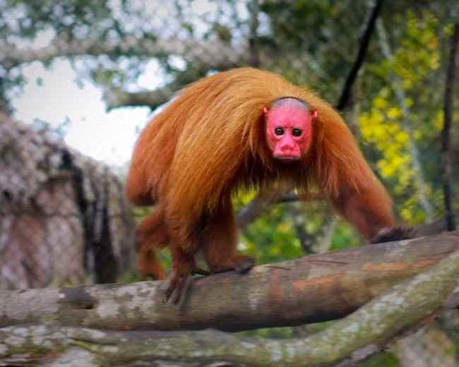 Loài khỉ Bald Uakari có khuôn mặt khá giống người nhưng lúc nào cũng đỏ bừng như đang đeo chiếc mặt nạ quỷ. Chúng thường sống theo bầy từ 15-30 con, thỉnh thoảng cũng có bầy lên tới 100 con.