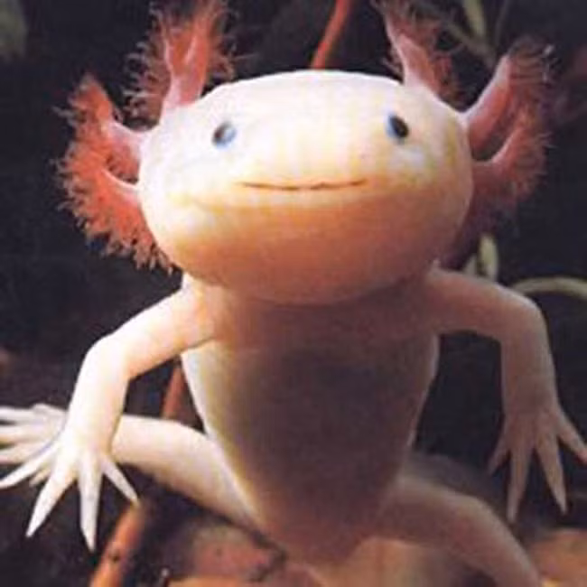 Một loài sinh vật kỳ lạ ở dưới đại dương có hình dáng như con người là cá Axolotl (Ambystoma mexicanum). Đây là 1 loại động vật lưỡng cư có khuôn mặt giống người kỳ lạ. Người New Zealand và Úc cho rằng Axolotl là giống cá đi bộ của Mexico nhưng chưa tiến hóa hết.