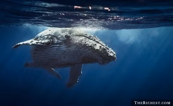 Tín hiệu lạ từ cá voi Trong hơn 25 năm, các nhà sinh học biển đã theo dõi những tín hiệu từ một con cá voi ở phía Bắc Thái Bình Dương. Hầu hết các loài cá voi phát ra âm thanh ở tần số 10 - 20 Hz nhưng con cá voi đặc biệt này phát ra âm thanh cao hơn 52 Hz. Các nhà nghiên cứu coi đây là con cá voi cô đơn nhất thế giới. Cho đến tận ngày nay, các nhà nghiên cứu vẫn chưa xác định được loài cá voi nào phát ra âm thanh này. Nhiều người cho rằng đây là âm thanh của một con cá voi bị biến dạng hoặc lai với loài khác.