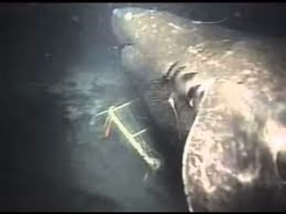 Cá mập bí ẩn Vào năm 1989, khi nghiên cứu các sinh vật dưới đáy biển sâu ở vịnh Suruga (ở độ sâu khoảng 1,5 km) các nhà khoa học Nhật Bản đã được chứng kiến một điều rất khó tin. Theo các kết quả thu được từ video, một con cá mập khổng lồ đã xuất hiện ở khu vực này. Nó to lớn đến nỗi những con cá mập xung quanh đó cũng phải phân tán ra chỗ khác. Con cá mập ngoại cỡ này được dự đoán có chiều dài khoảng từ 9 - 15 mét. Một số người cho rằng đây là bằng chứng cho thấy cá mập khổng lồ Megalodon vẫn tồn tại dưới đáy biển sâu.