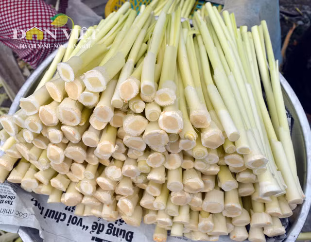 Bồn bồn sau khi sơ chế được bày bán tại chỗ nên vẫn giữ được độ tươi ngon, bắt mắt. Bồn bồn tươi được người bán lột rất sạch, chỉ còn lõi non và bán với giá chỉ từ 30.000-35.000 đồng/kg nên khách mua không cần phải trả giá.