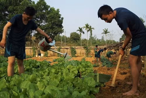 Những khóm rau xanh mướt do chính các học viên vun trồng, chăm sóc hàng ngày.