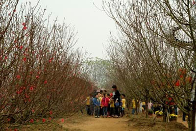 Nhiều chủ vườn đào đang “trông trời” để chăm cây. (Ảnh: Nguyễn Thực)
