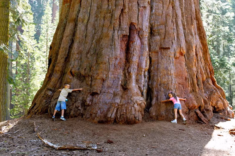 2. Rừng quốc gia Sequoia. Nó nằm ở núi Sierra Nevada thuộc miền Nam, California, Mỹ. Sequoia được thành lập ngày 25/9/1890 với diện tích lên đến 1.635,19 km2. Khu rừng nổi tiếng khi có cây sequoia khổng lồ, loài cây lớn nhất thế giới.