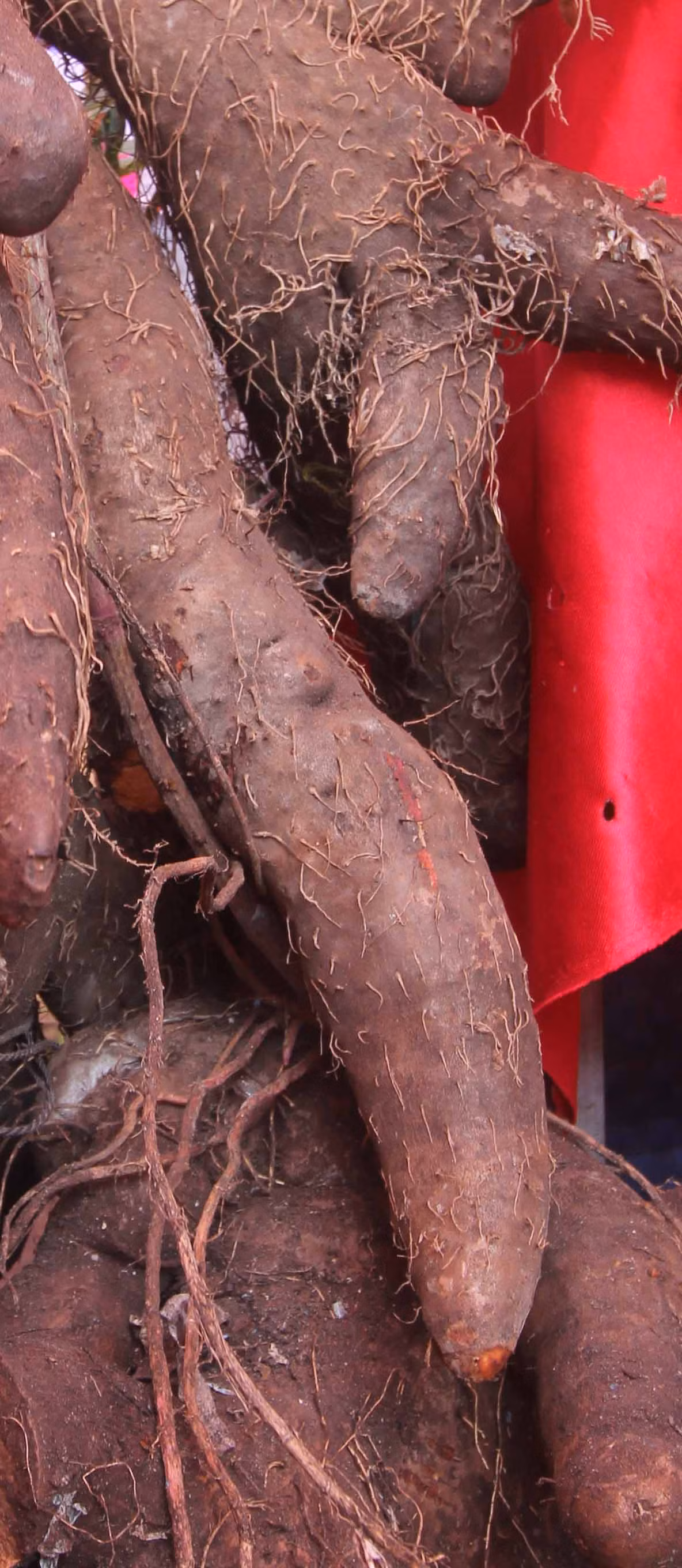 Theo ông Nhịn, do không có ai ở nhà phụ nên quá trình đào củ khoai rất vất vả, phải mất nhiều giờ. Trong quá trình này, ông đã vô tình làm hỏng 2 nhánh của củ khoai. Khi hay tin ông Nhịn đào được củ khoai lạ, nhiều người dân hiếu kỳ đã đổ về nhà ông để xem tận mắt. Đây là loại khoai ngọt truyền thống có mùi thơm của dứa. Thời gian tới đây, nếu không có người hỏi mua, ông sẽ nhân giống mở rộng trồng loại khoai này.