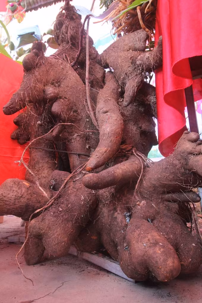 Người dân và du khách bất ngờ không chỉ ở chỗ củ khoai to lạ thường (nặng 42,5kg) mà còn do loại củ này khá dài, có nhiều nhánh nhỏ, da màu tím hồng và “lông lá”. Người dân tham quan ngày hội cho biết, hình dáng bên ngoài của củ khoai khiến cho nhiều người “cảm thấy ngượng”.