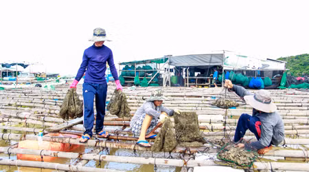 Can canh nghe nuoi trai thu bac trieu o Khanh Hoa-Hinh-2