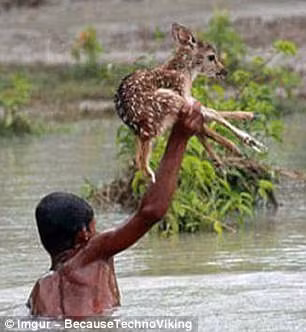 Cậu bé này đã cứu con hươu sao trong cơn lũ.