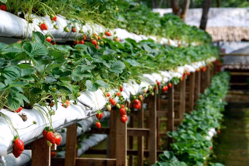 Tự tay hái những trái dâu chín mọng trong vườn sẽ đem đến nhiều trải nghiệm thú vị. Du khách còn có cơ hội ghé thăm vườn rau thủy canh công nghệ cao, vườn dưa pepino và ớt, vườn bí ngô khổng lồ… trong tour nhà vườn Đà Lạt. Chị Phương - du khách đến từ TP.HCM đăng ký tour tham quan Đà Lạt trọn gói trong một ngày vì được trải nghiệm nhiều hoạt động thú vị với chi phí phù hợp. "Gia đình tôi cùng nhau hái dâu tây, cà chua, dưa pepino tại vườn và mua về làm quà. Hướng dẫn viên phục vụ đoàn tận tình từ khâu đưa đón tại khách sạn đến nước uống, khăn lạnh, vé tham quan vào cổng khu du lịch…", chị Phương chia sẻ.