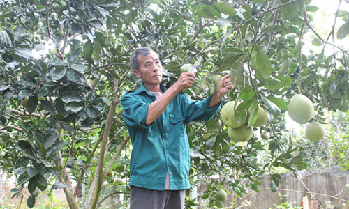 Di Ha Noi choi mang ve vuon buoi lai nua ty dong/nam