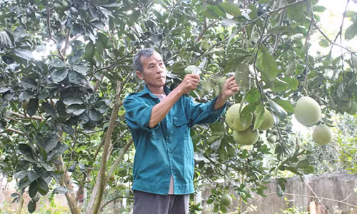 Di Ha Noi choi mang ve vuon buoi lai nua ty dong/nam
