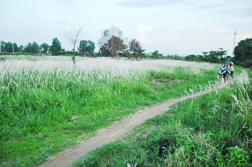 Những ngày gần đây rất nhiều người tìm về cánh đồng cỏ lau ven đại lộ Phạm Văn Đồng (đoạn gần cầu Gò Dưa, quận Thủ Đức, TP.HCM), để tham quan cánh đồng cỏ lau đẹp đến say đắm lòng người.