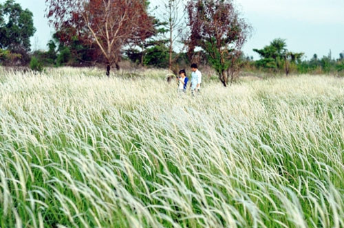 Nhiều bạn trẻ tìm đến cánh đồng cỏ lau để ghi lại khoảnh khắc đẹp.