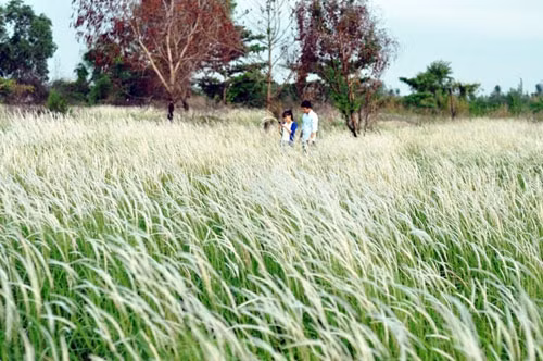 Nhiều bạn trẻ tìm đến cánh đồng cỏ lau để ghi lại khoảnh khắc đẹp.