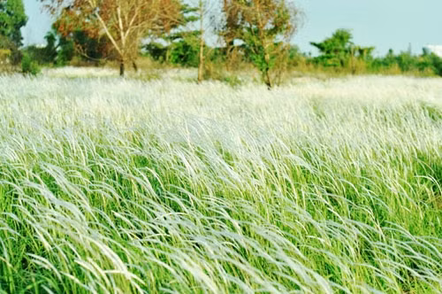 Không gian yên bình trên cánh đồng cỏ lau.