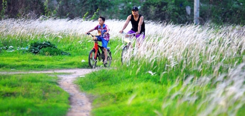 Khi cái nắng gay gắt của trời Sài Gòn bắt đầu hạ nhiệt, nhiều người đổ xô về đây để tham quan, chụp ảnh. Càng gần cuối giờ chiều, số lượng người đến đây càng đông. Đứng trên đại lộ Phạm Văn Đồng nhìn xuống, cả cánh đồng cỏ lau rợp màu trắng, ẩn hiện trong màu xanh gốc lau.