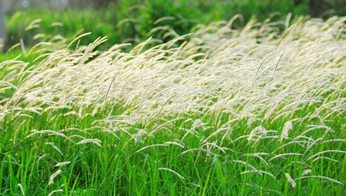 Cánh đồng cỏ lau đẹp đến say đắm lòng người ven đại lộ đẹp nội đô đẹp nhất TP.HCM.