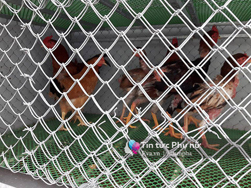 Gà sạch được tách biệt trong chuồng với chim bồ câu.