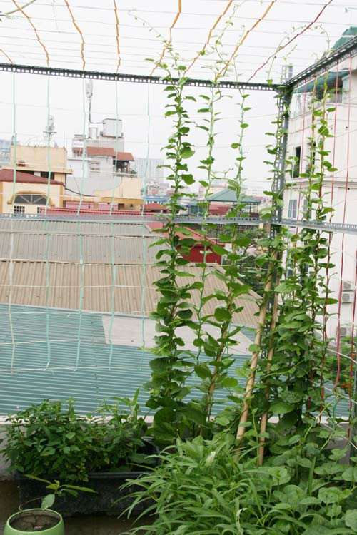 Chính vì vậy mà chỉ sau vài tuần làm quen anh Tân đã có thể làm chủ được vườn rau của mình. Hàng ngày anh dành ra 2 lần để tưới nước cho rau. Khi phát hiện có sâu bệnh anh dùng dung dịch gừng, tỏi, ớt để đuổi diệt sâu bệnh rất hiệu quả. Trước đây, anh Đức (Thái Hà, Hà Nội) vốn không có ý định trồng rau sạch tại nhà. Thế nhưng, từ ngày cô gái nhỏ bắt đầu ăn dặm, anh luôn trong tình trạng lo ngay ngáy vì đủ các loại thông tin về rau xanh phun thuốc trừ sâu, thuốc kích phọt. Nghĩ là làm, cách đây 2 tháng, anh bắt đầu chuẩn bị cho công cuộc trồng rau sạch trường kì.