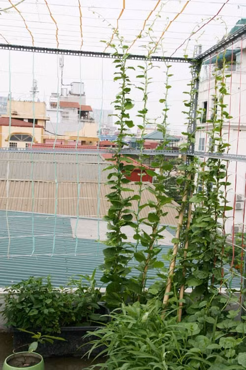 Chính vì vậy mà chỉ sau vài tuần làm quen anh Tân đã có thể làm chủ được vườn rau của mình. Hàng ngày anh dành ra 2 lần để tưới nước cho rau. Khi phát hiện có sâu bệnh anh dùng dung dịch gừng, tỏi, ớt để đuổi diệt sâu bệnh rất hiệu quả. Trước đây, anh Đức (Thái Hà, Hà Nội) vốn không có ý định trồng rau sạch tại nhà. Thế nhưng, từ ngày cô gái nhỏ bắt đầu ăn dặm, anh luôn trong tình trạng lo ngay ngáy vì đủ các loại thông tin về rau xanh phun thuốc trừ sâu, thuốc kích phọt. Nghĩ là làm, cách đây 2 tháng, anh bắt đầu chuẩn bị cho công cuộc trồng rau sạch trường kì.