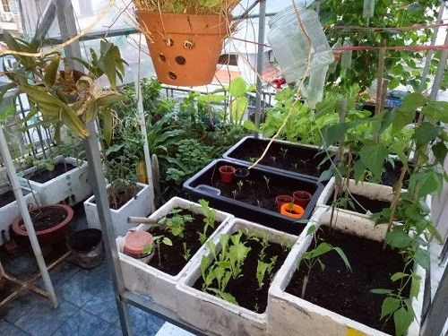 Nóng lòng trồng rau nên anh Tân (Sóc Trăng) không chuẩn bị được nhiều kiến thức gieo trồng, vì vậy mà gặp khá nhiều khó khăn. Tuy nhiên, anh rất ham tìm tòi học hỏi trên mạng và học kinh nghiệm của những người trồng rau đi trước, của những người bán hạt giống.