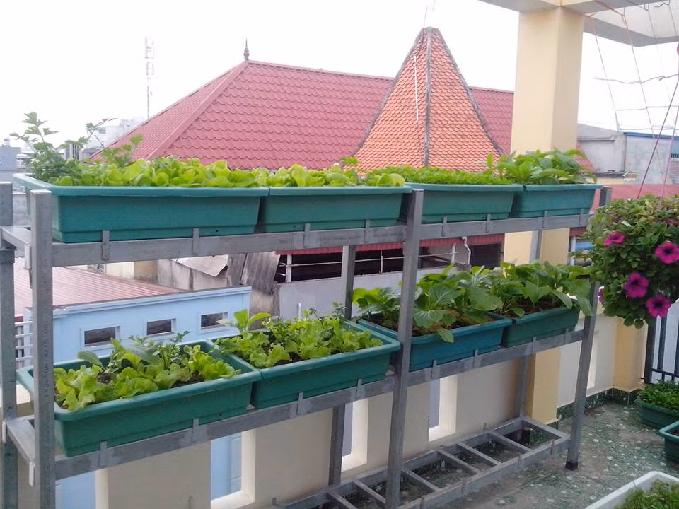 Hàng ngày, trên báo đài, TV phanh phui ra hàng loạt các trường hợp rau phun hóa chất, rau 'tắm' dầu nhớt. Người tiêu dùng vì thế cũng hoang mang. Vì thế, họ tìm đến những sản phẩm được quảng cáo là rau sạch thì sau vài ngày lại có bằng chứng về nguồn gốc rau không rõ ràng. Trước tình hình thực phẩm lẫn lộn, nhiều gia đình quyết định tự trồng rau sạch tại nhà. Anh Văn Ngọc (Hải Phòng) cũng vì lí do đó mà xắn quần, xắn áo quy hoạch khu sân thượng của gia đình để đổ đất, gieo hạt....