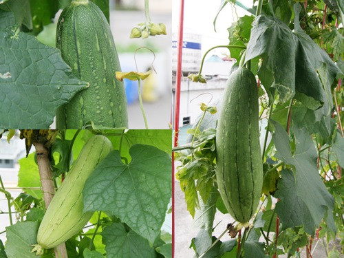 Cây dưa chuột trồng trong thùng xốp bắt đầu ra hoa, bói quả .