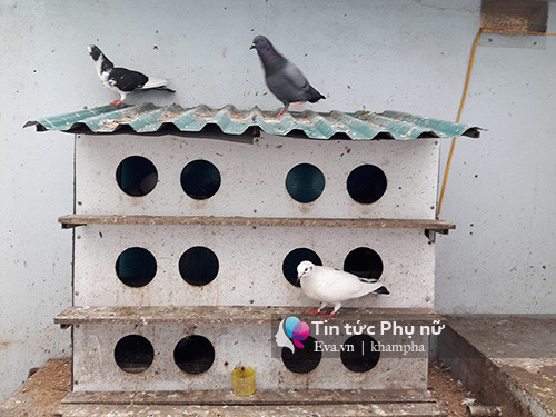 Với diện tích rộng chừng 85m vuông, anh Sỹ đã phân chia hợp lý sao cho có đủ diện tích trồng rau và khoảng trống để cậu con trai chơi đùa. Hiện tại, khu vườn của gia đình anh có đủ các loại rau quả như bắp cải su hào, rau cải bẹ, cải xanh, xà lách cuốn - xoăn, rau muống, rau ngót nhật, su su và các loại rau gia vị. Bên cạnh đó, anh có nuôi khoảng 15 con gà và 14 chú chim bồ câu. Anh cho biết, số gà và chim bồ câu chỉ để phục vụ bữa ăn cho cậu con trai nhỏ. Cách vài ngày, anh lại chế biến món cháo chim bồ câu tẩm bổ cho con.