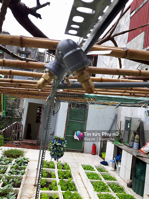 Riêng công việc tưới nước, anh Sỹ tự lắp hệ thống phun mưa tự động cho rau. Thuở đầu, anh mua ống nhựa nhỏ và 10 mắt phun sương nhưng không phù hợp. Hiện tại, anh đầu tư ống nhựa 21 và đã thiết kế thành công.