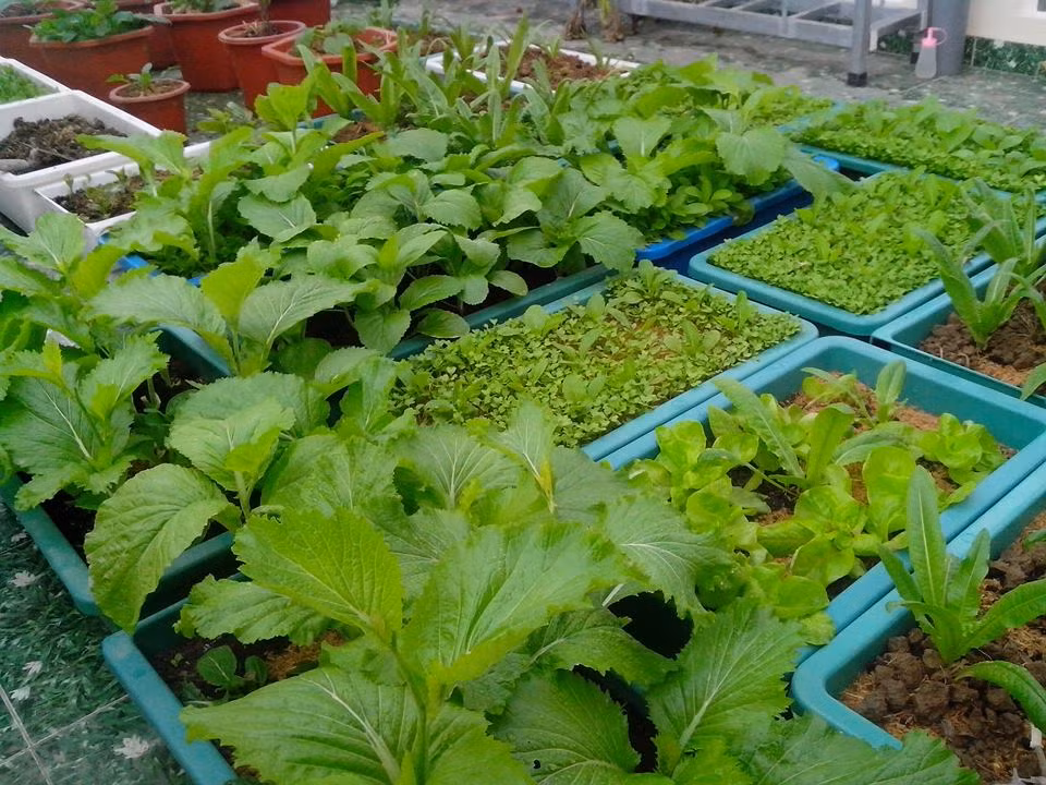 Khu sân thượng nhà anh Ngọc nằm trên tầng 4, rộng khoảng 35m2. Để tận dụng tối đa diện tích trồng cây, anh phải đầu tư giá hai tầng. Tiền chậu nhựa, đất trồng, phân hữu cơ vi sinh, hạt giống,...ban đầu cũng tốn hết khoảng 10 triệu đồng. Sau đó, anh còn nhiều lần mua thêm chậu nhựa để đáp ứng nhu cầu ăn rau sạch ngày càng nhiều của gia đình.