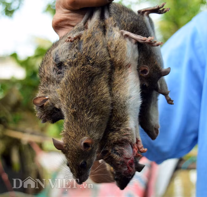 Thành quả của một buổi săn chuột.