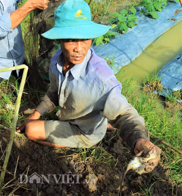 Hoặc có khi là dùng tay không bắt chuột như thế này.